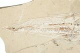 Cretaceous Sawfish-Like Ray (Libanopritis) - Lebanon #201365-3